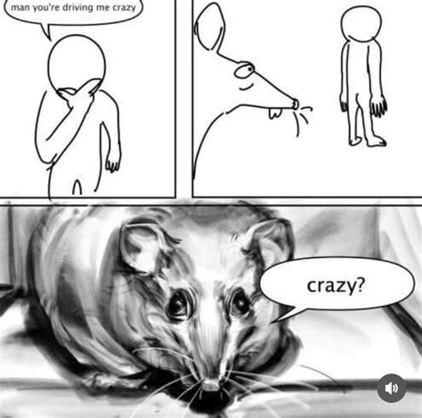 crazy rat meme